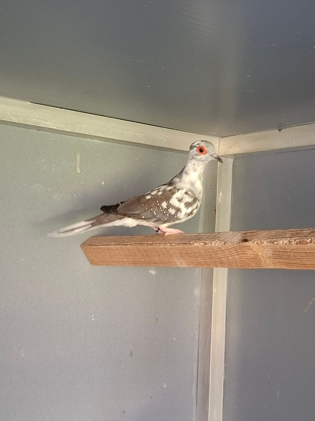 Diamantduifje, Dieren en Toebehoren