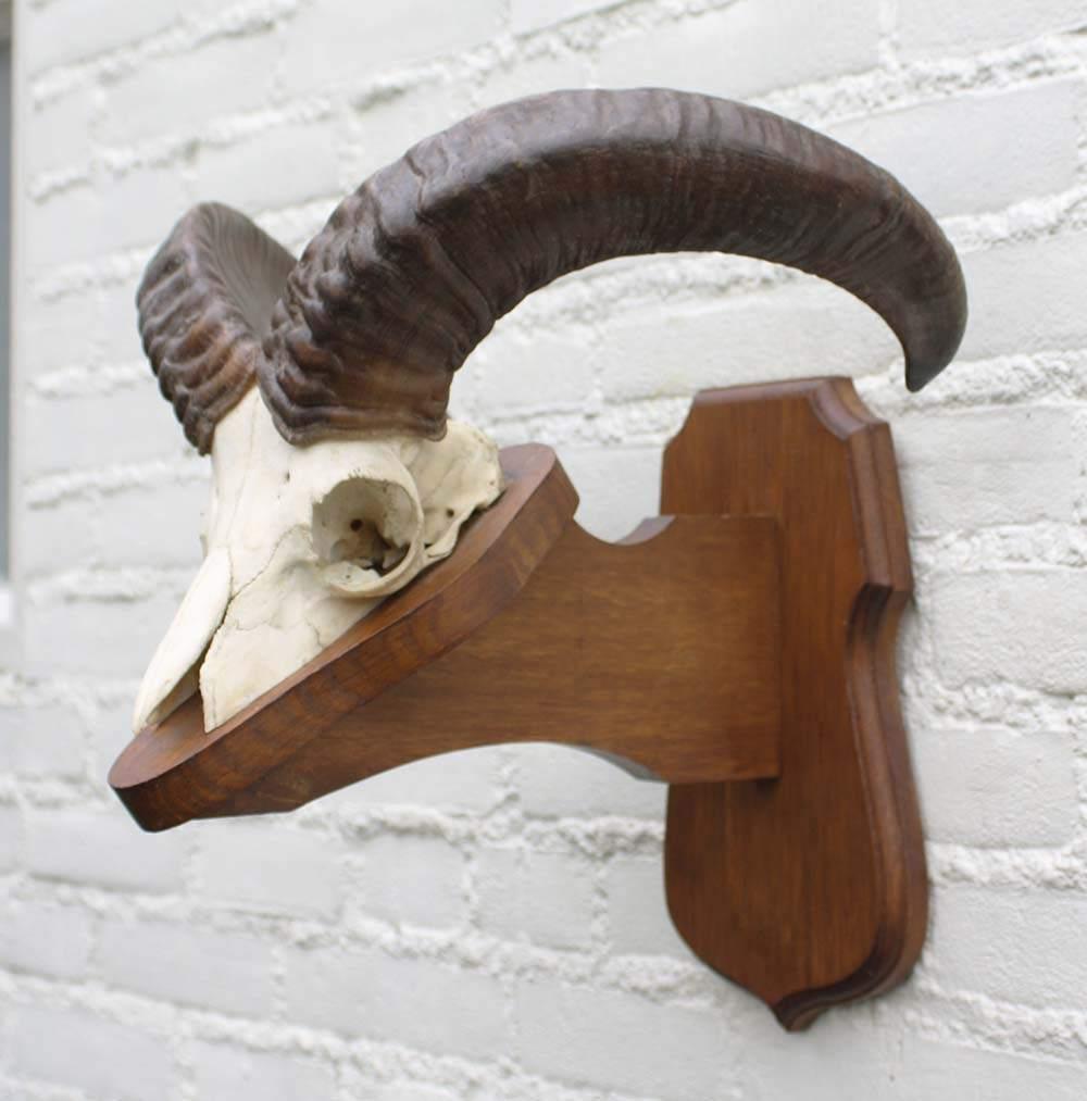 Schedel MOEFLON RAM op solide dubbel houten schild (ref. B), Enlèvement ou Envoi, Utilisé, Animal sauvage, Crâne