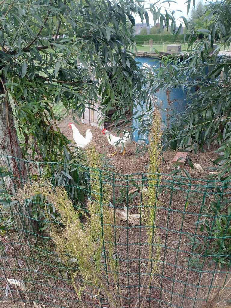 kippen, Animaux & Accessoires, Volatiles, Mâle, Poule ou poulet