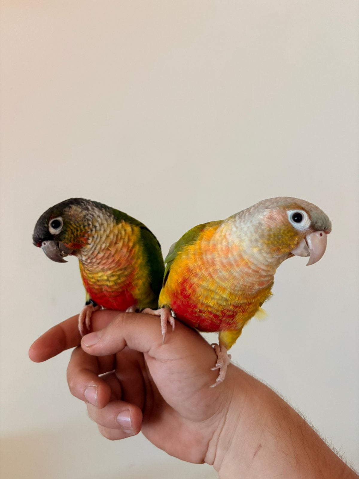 2 tamme pyrrhura’s met kooi, Geringd