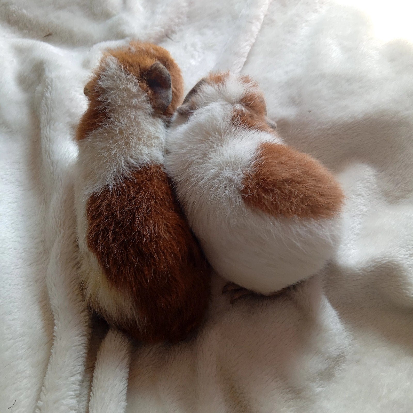 2 us cavia zeugjes, Dieren en Toebehoren, Knaagdieren, Vrouwelijk, Tam, Maart, Cavia