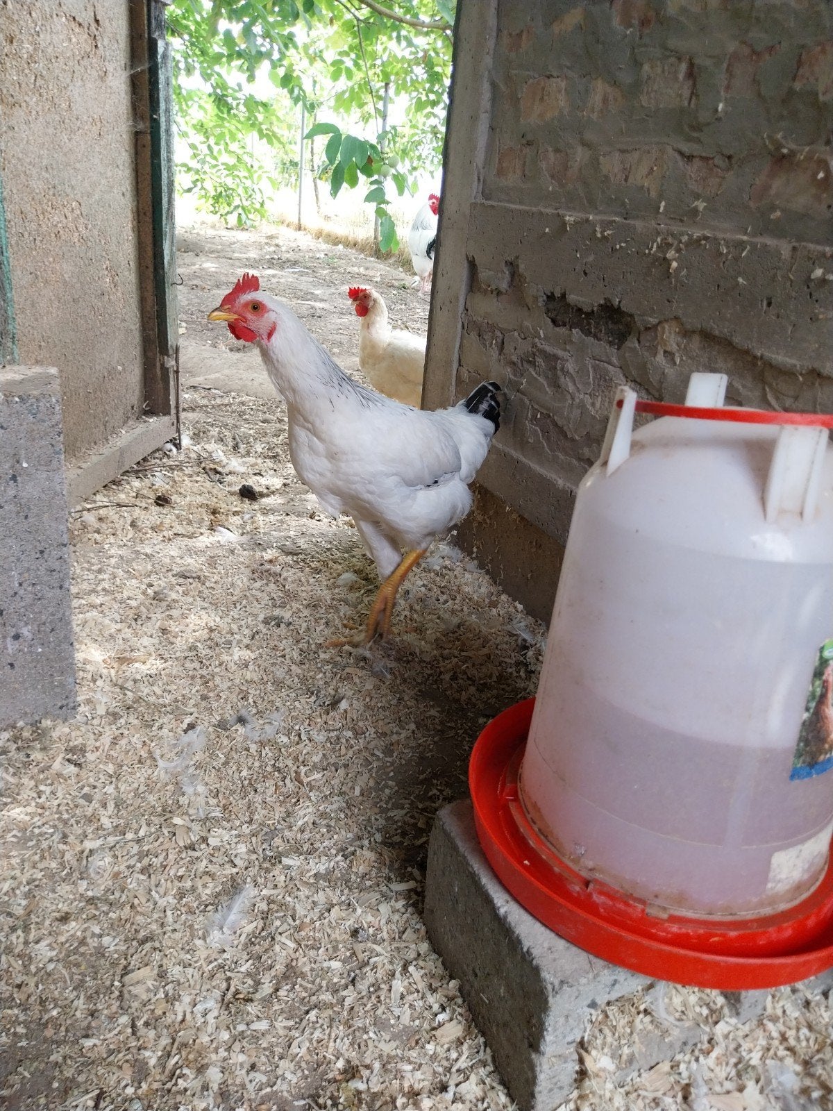 Jonge haantjes, Dieren en Toebehoren, Pluimvee
