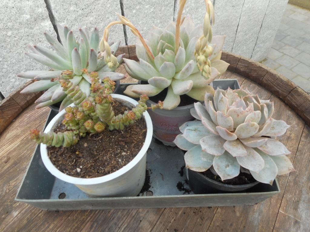 plantes, Enlèvement ou Envoi, Plein soleil, Plante fixe, Été