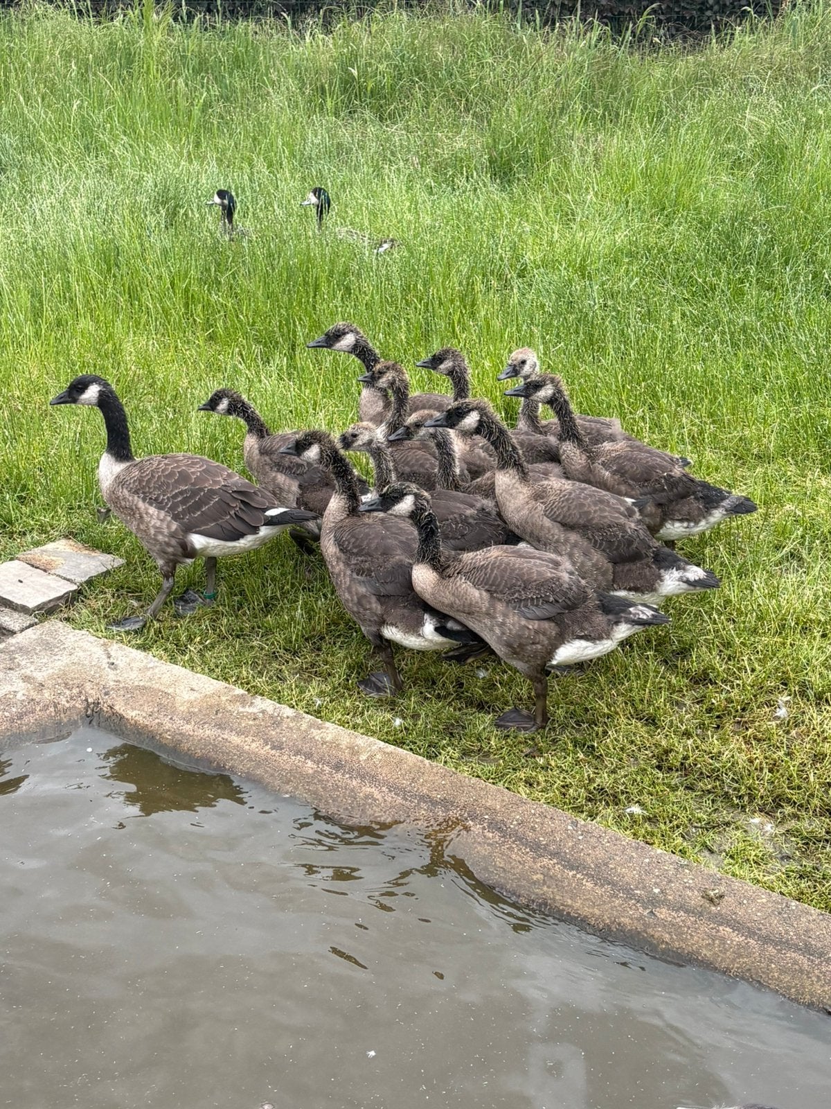 Canadese ganzen, Dieren en Toebehoren, Pluimvee, Meerdere dieren, Gans of Zwaan