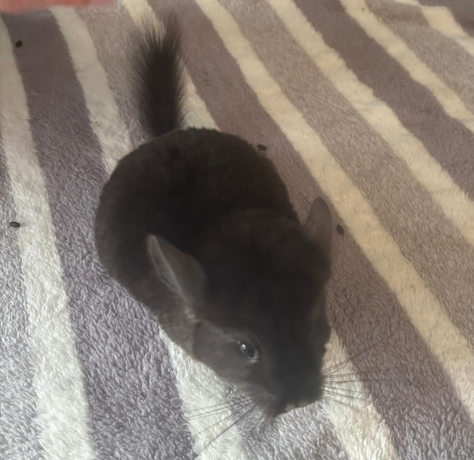 2 vrouwtjes chinchillas €250, Dieren en Toebehoren, Chinchilla, Augustus, Vrouwelijk, Tam
