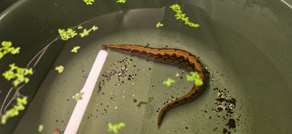 Aquarium vis, Dieren en Toebehoren, Ophalen, Gebruikt