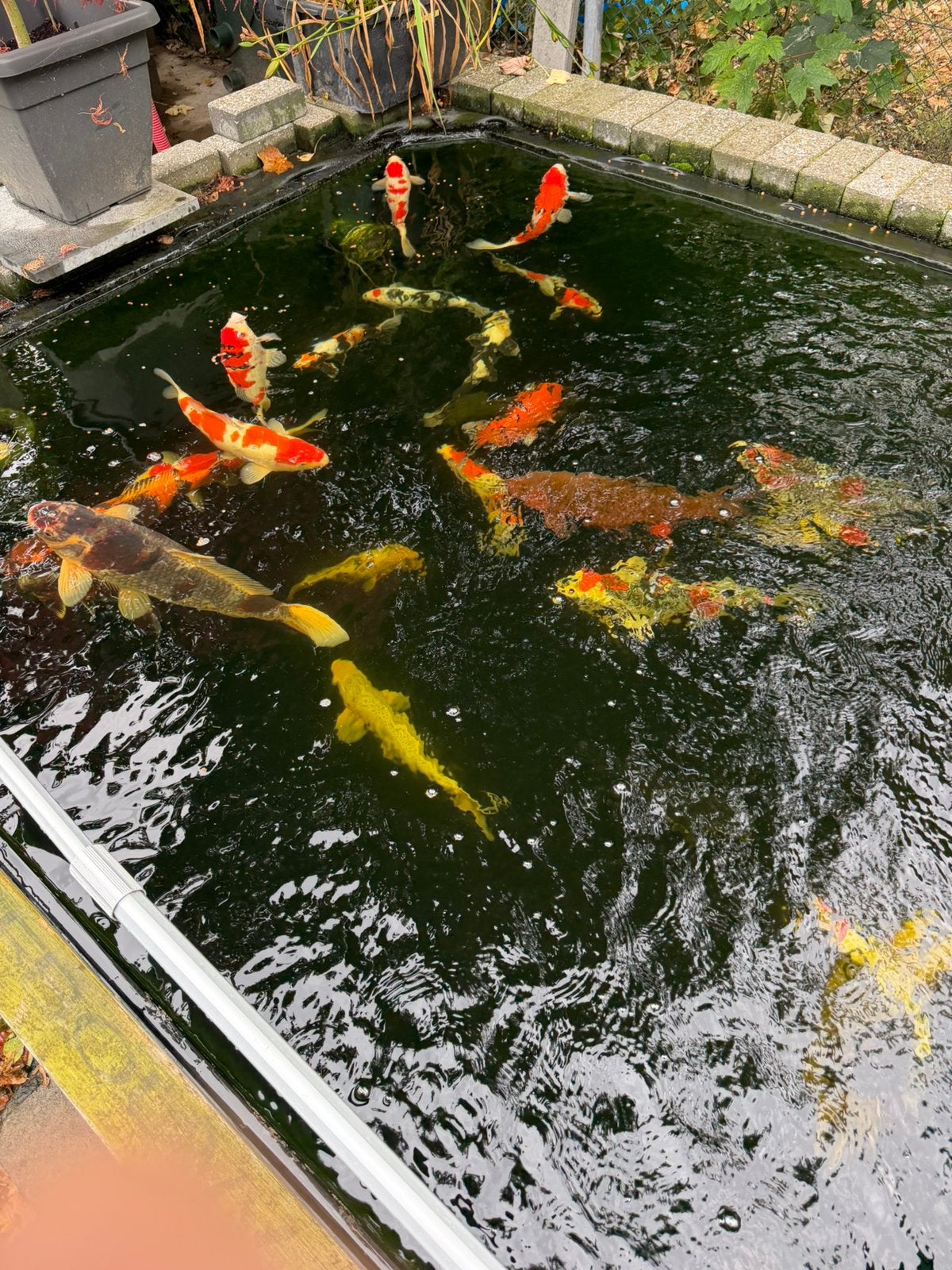 Japanse koi te koop, Tuin en Terras, Ophalen, Zo goed als nieuw