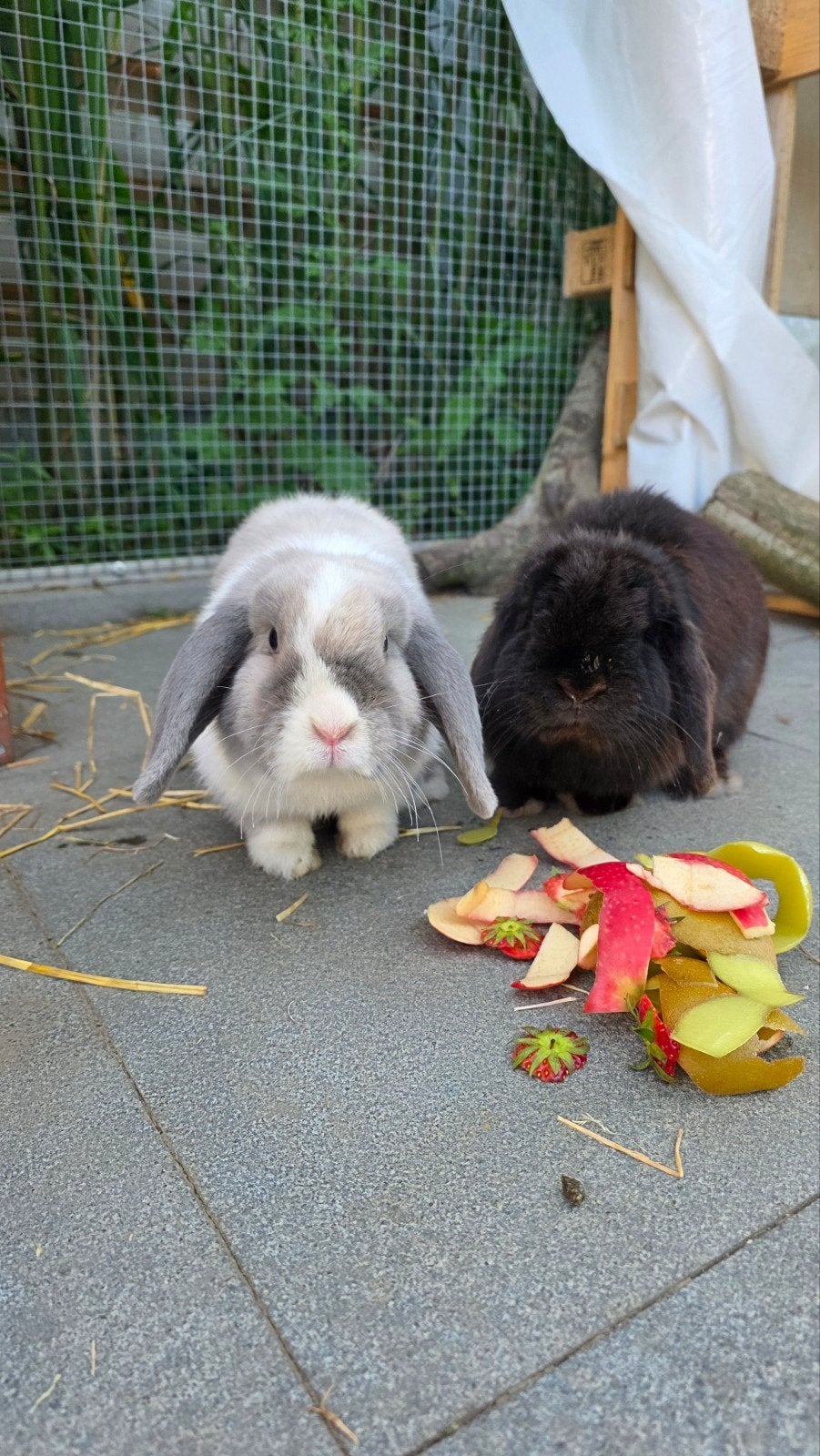 Koppeltje minilops, Dieren en Toebehoren