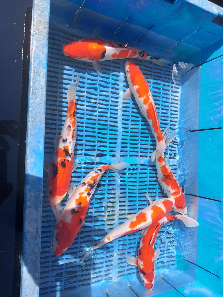 12 koi 35 cm