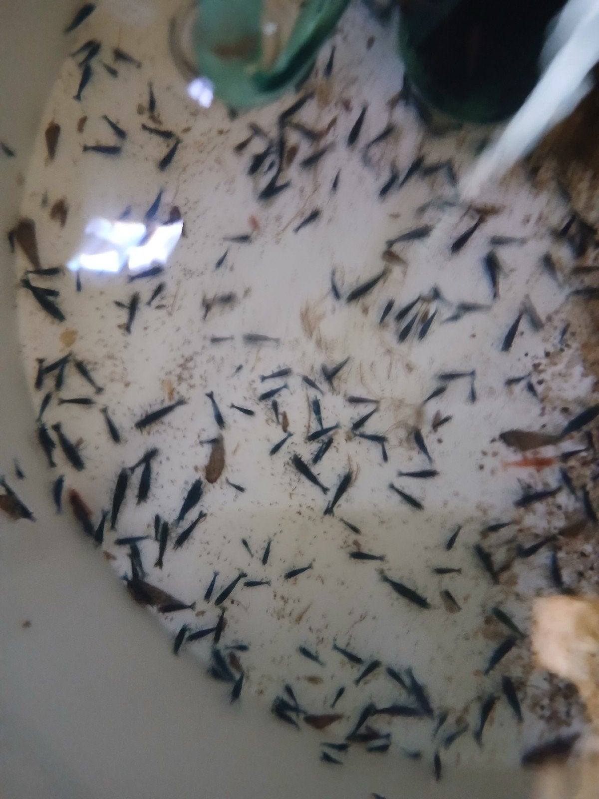 Blauwe Neocardina garnalen, Animaux & Accessoires, Homard, Crabe ou Crevette, Poisson d'eau douce, Banc de poissons