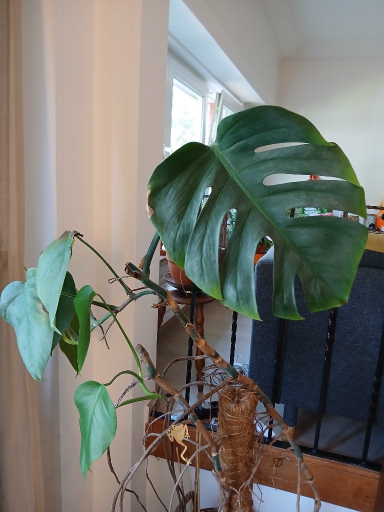Planten (verschillende), Huis en Inrichting, Kamerplanten, Bloeiende kamerplant, Ophalen, Overige soorten, Halfschaduw