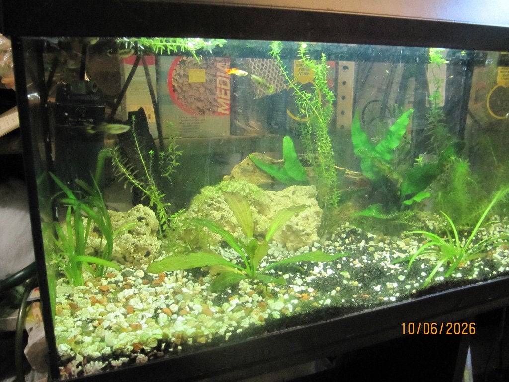 Mooi beplant aquarium starters aquarium, Dieren en Toebehoren, Ophalen, Verwarming, Filter