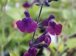 Salvia Nachtvlinder, Tuin en Terras, Ophalen