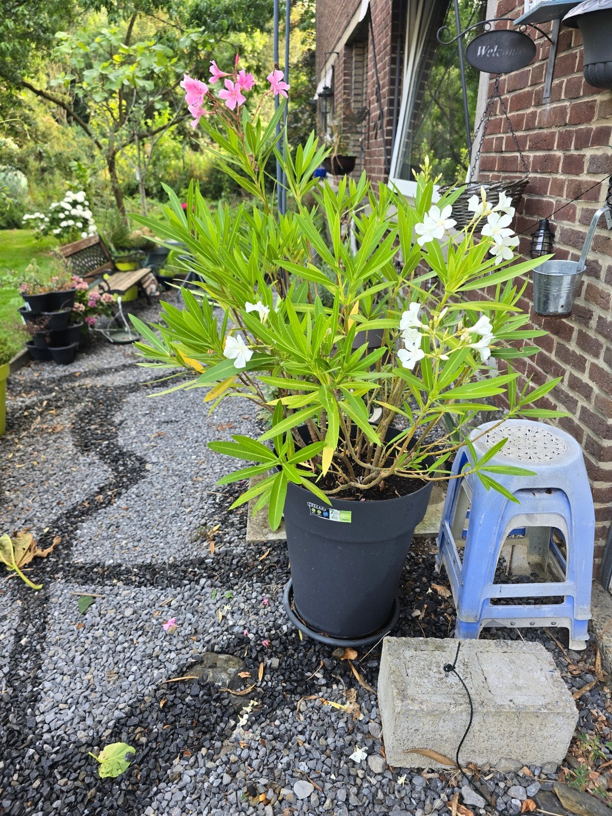 Lot de 5 plantes en pot, Enlèvement