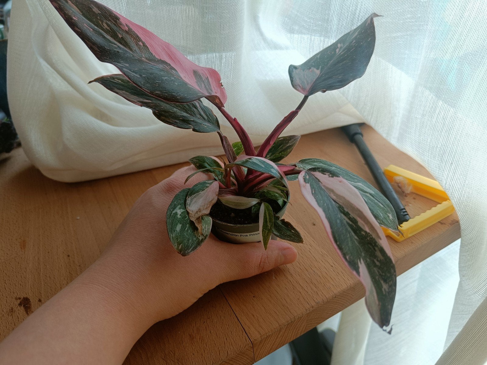 Philodendron Pink Princess, Huis en Inrichting, Kamerplanten, Ophalen of Verzenden