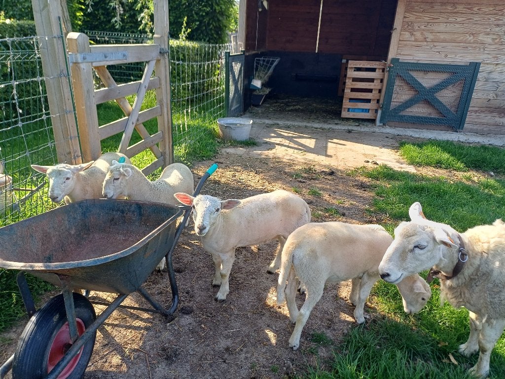Easy care lammeren, Animaux & Accessoires, Moutons, Chèvres & Cochons, Mouton, Plusieurs animaux, 0 à 2 ans