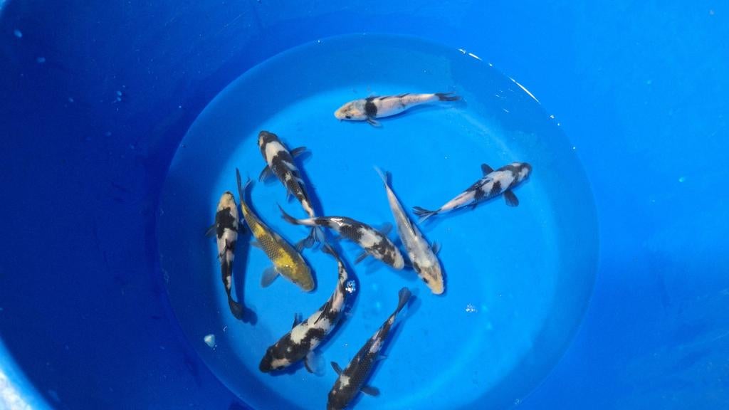 Shiro utsuri van de kweker Otsuka, Karper of Koi