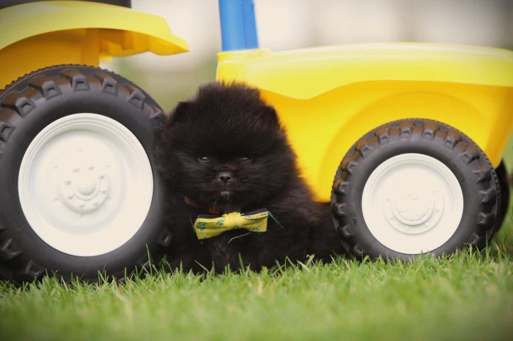 Chiots de Poméranie, de Poméranie, de Poméranie, Animaux & Accessoires, Chiens | Huskys, Loulous & Types primitifs, Loulou, Plusieurs