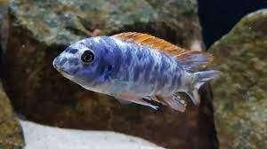 Labeotropheus Tewavasae Thumbi West Malawi cichliden, Poisson, Poisson d'eau douce, Banc de poissons