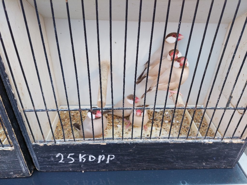 Padda's-Rijstvogels-Isabels à25€ per koppel, Bagué