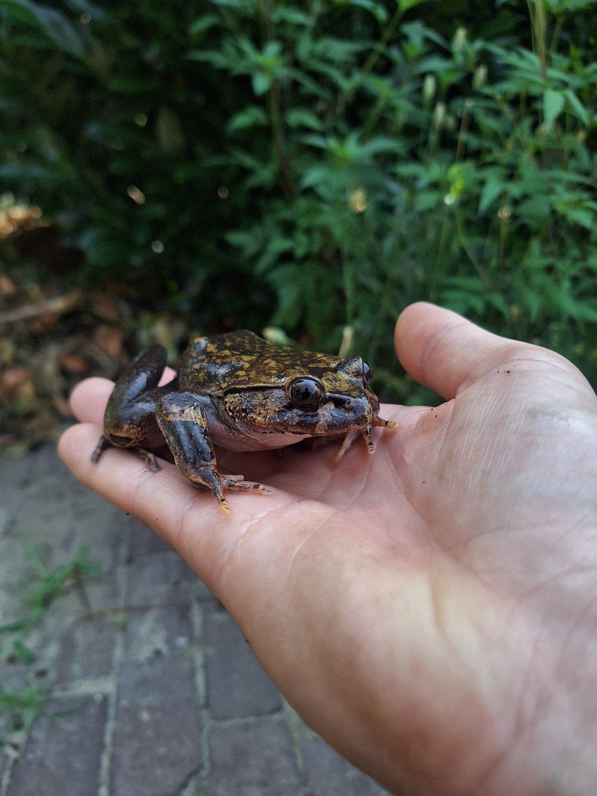 Koppel wolverine haarkikkers, Dieren en Toebehoren, Reptielen en Amfibieën