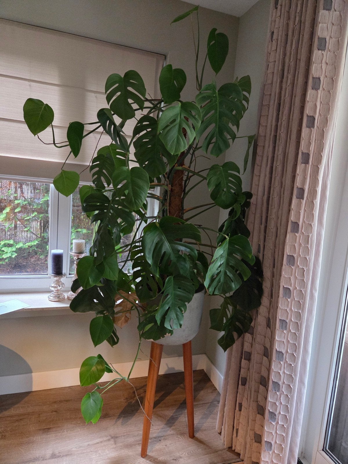 Grote monstera met pot, Ophalen