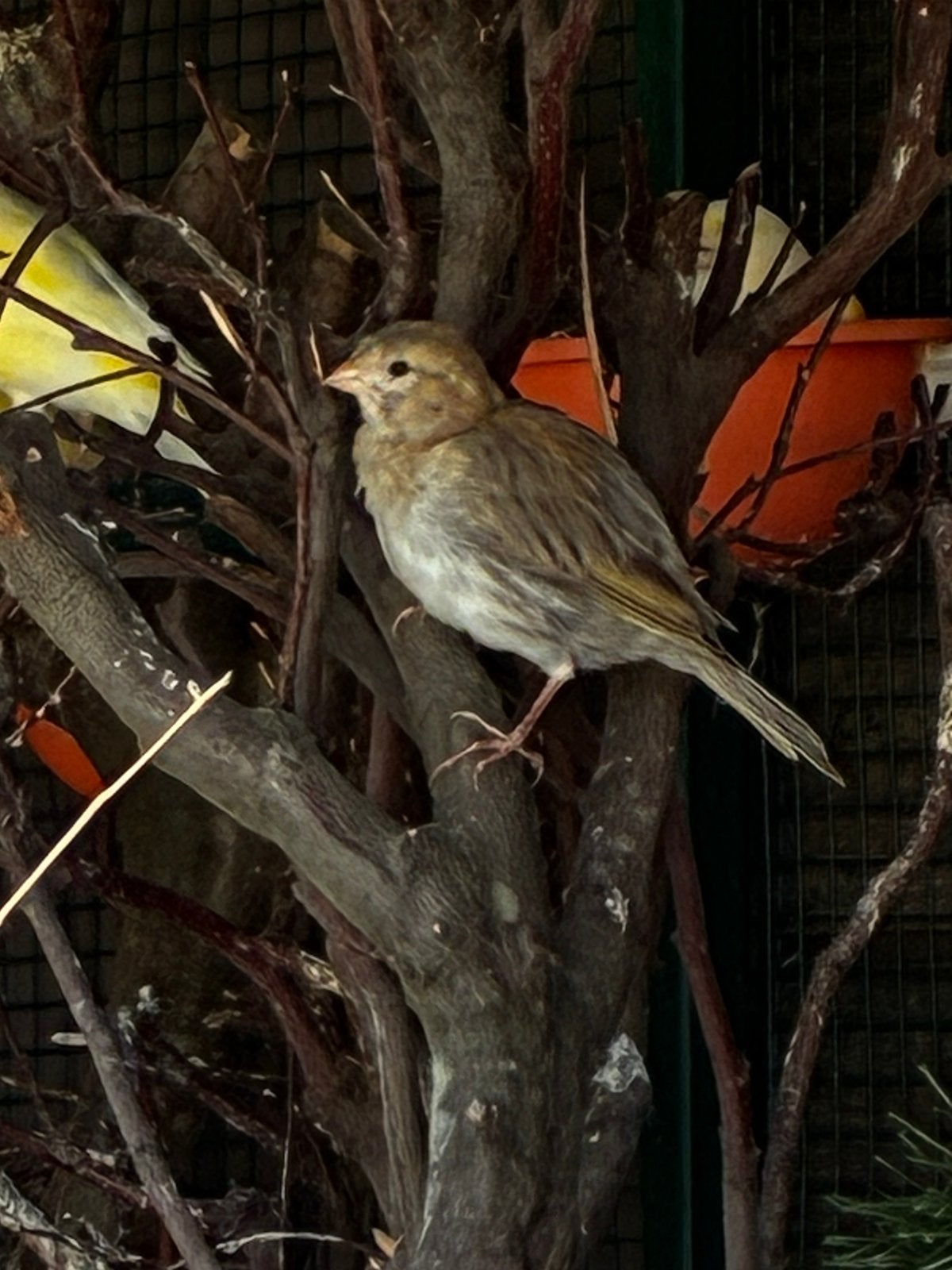 Kanarie fife fancy man 2026, Dieren en Toebehoren, Vogels | Overige Vogels