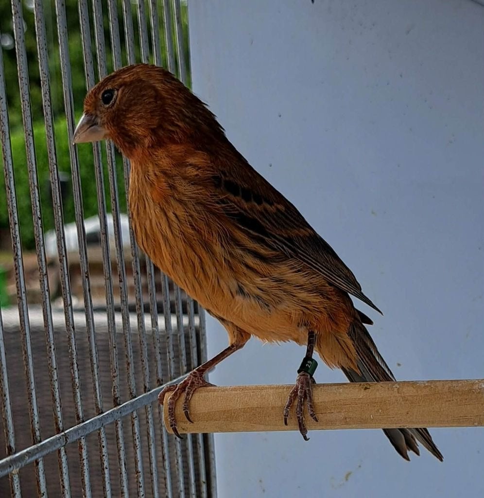 Kanarie, Dieren en Toebehoren, Vrouwelijk, Kleurkanarie