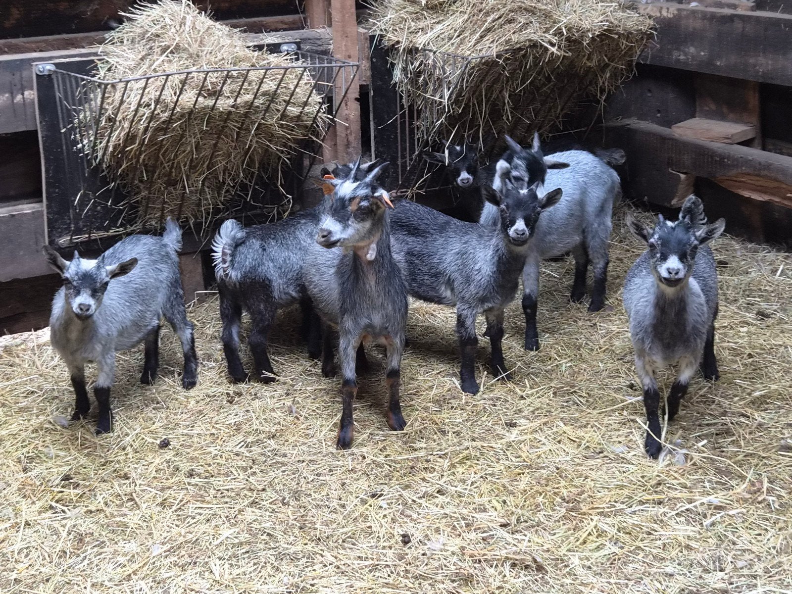 Prachtige blauwschimmel dwerggeitjes zoeken liefdevol huis, Dieren en Toebehoren, Meerdere dieren, Geit, 0 tot 2 jaar