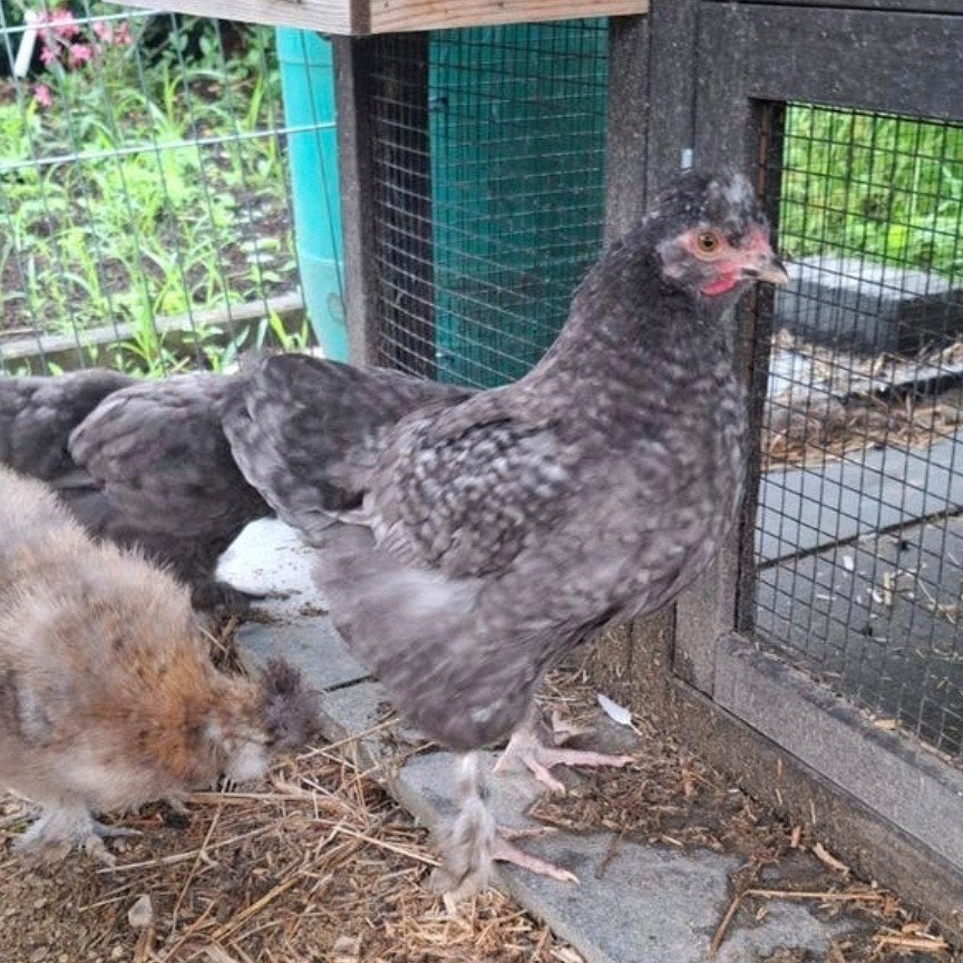 Zijndehoender haantje, Dieren en Toebehoren