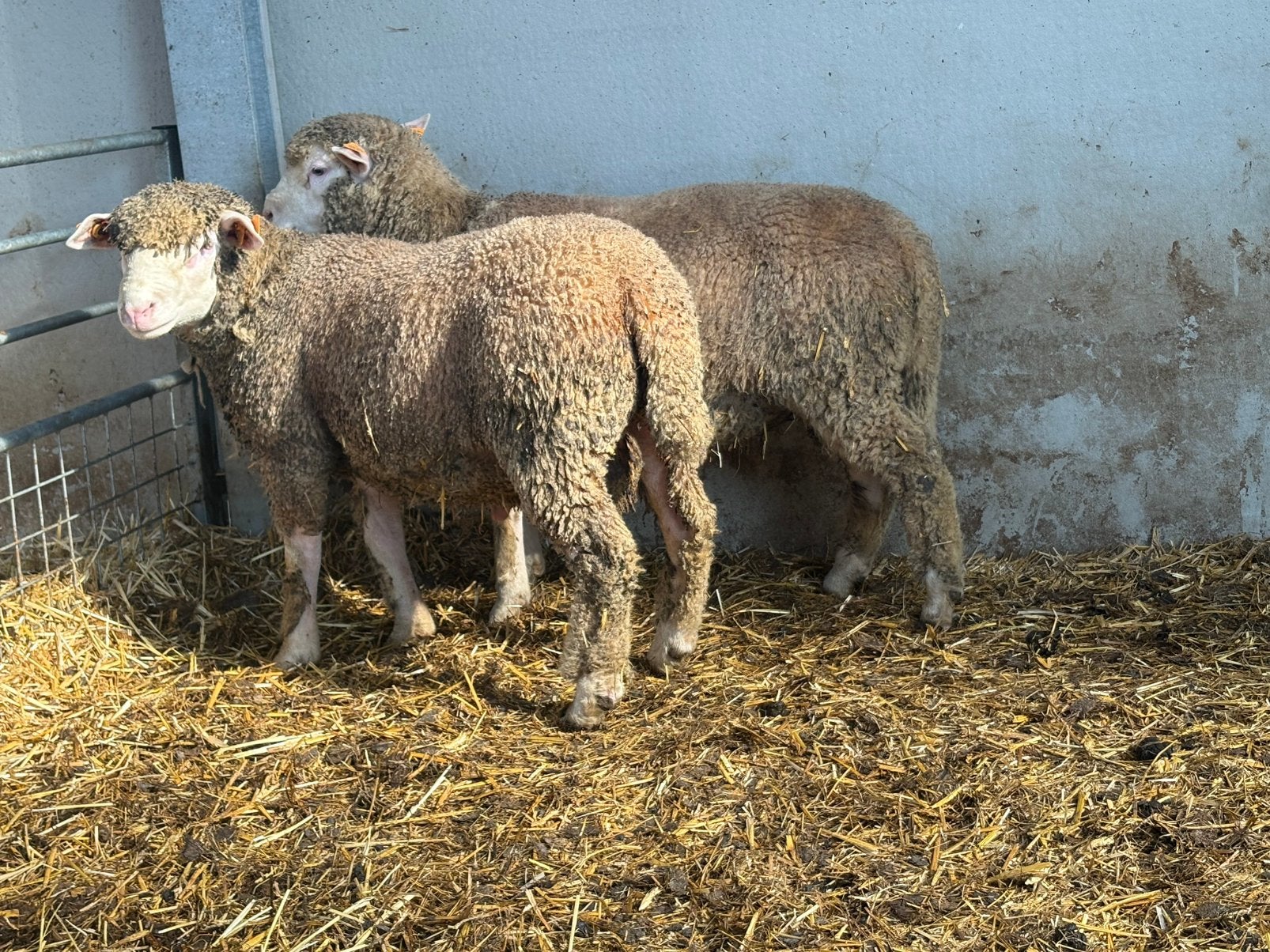 Ile de france ramlammeren, Dieren en Toebehoren