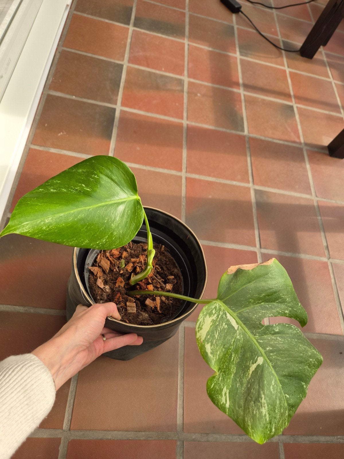 Monstera variegata, Huis en Inrichting, Ophalen, Palm, Halfschaduw, Minder dan 100 cm