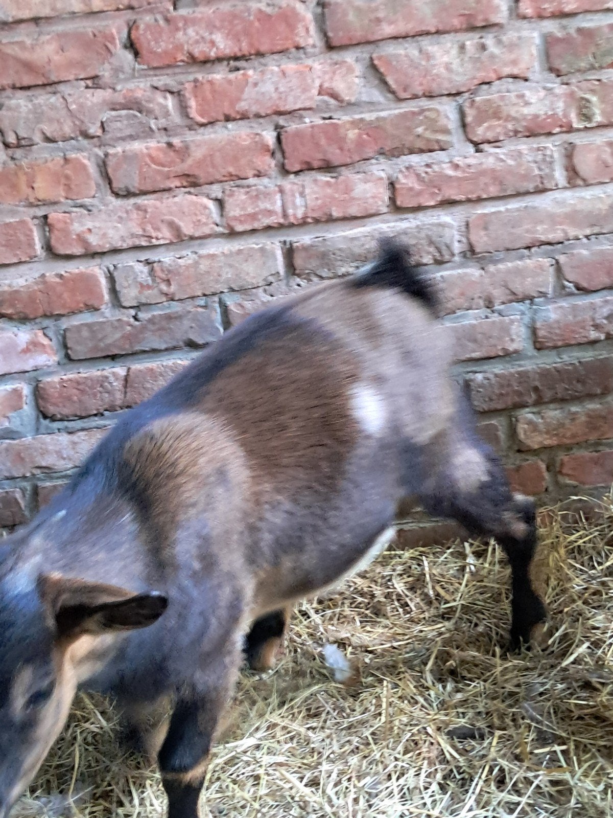 Dwerggeitje bokje met maanvlekken