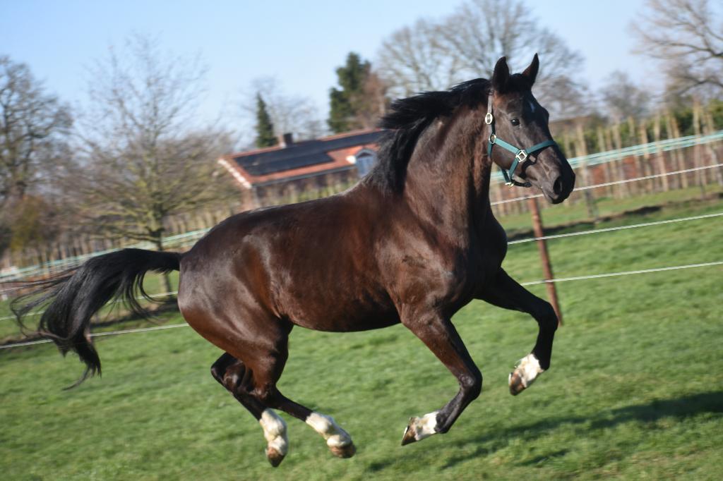 Bloedmooie, 4 jarige Taminiau x Osmium x Gribaldi merrie, Dieren en Toebehoren, Merrie, Met stamboom, Dressuurpaard, Zadelmak