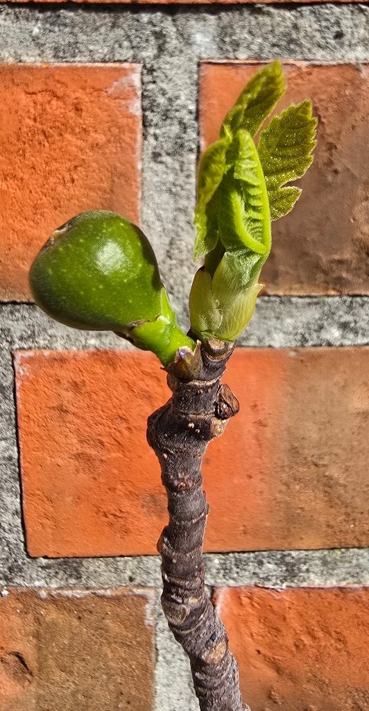 Vijgenboom 'BROWN TURKEY' vijgen boom Ficus Carica 1v3, Ophalen, Lente, Volle zon, In pot