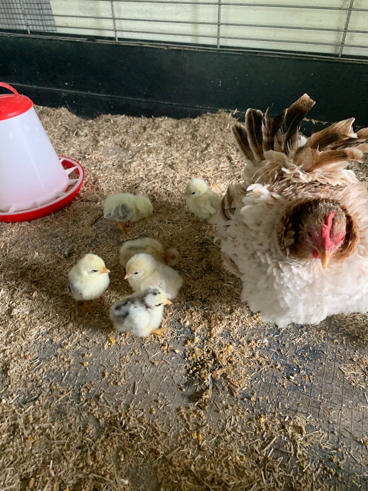 Frise  Serama de race pure avec 6 poussins, Animaux & Accessoires, Poule ou poulet