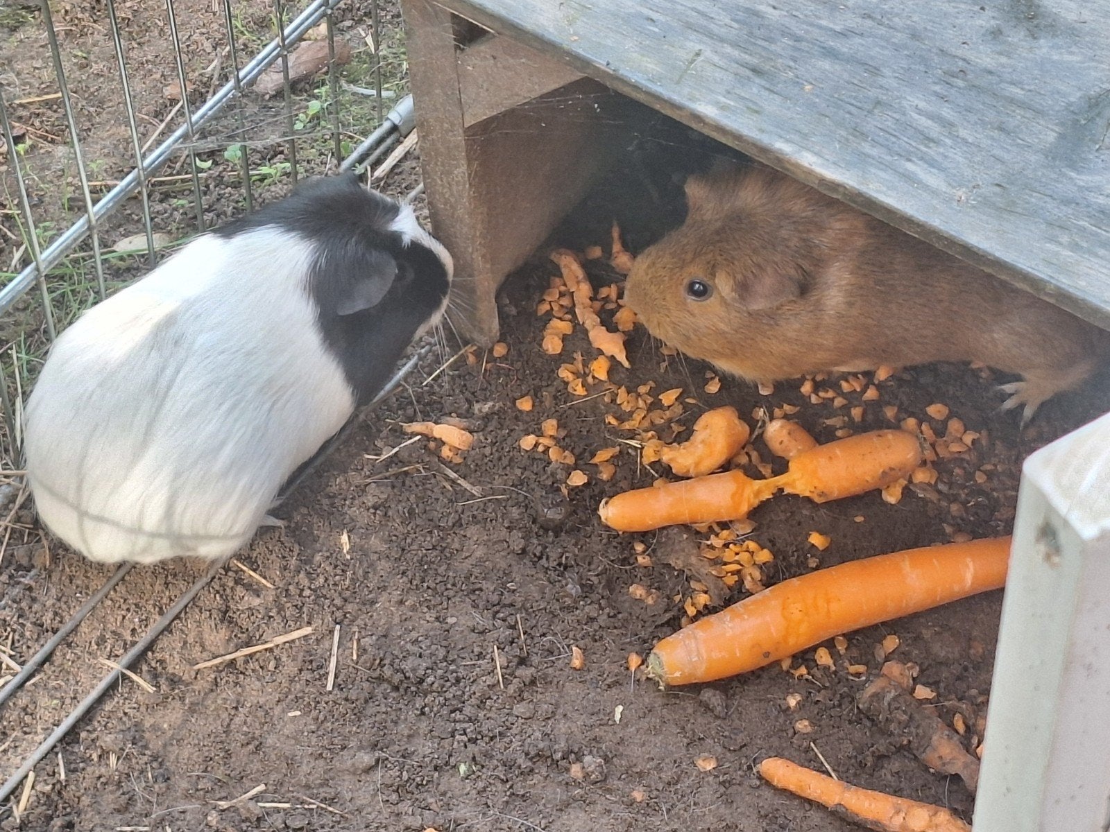 Complete set: 2 cavia's (zeugen) + hok, ren en toebehoren, Dieren en Toebehoren, Ophalen, 60 tot 90 cm, Hok, Cavia