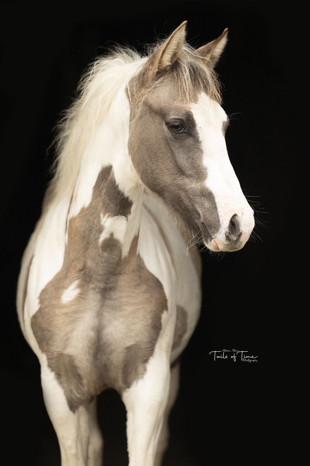 Paint merrie veulen, Avec pedigree, Moins de 160 cm, Ne s'applique pas, 0 à 2 ans