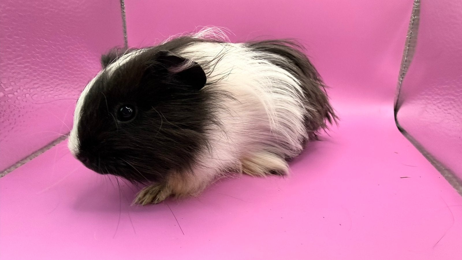 Cavia, zwart-wit vrouwtje Shelty cavia, Dieren en Toebehoren, Cavia, Augustus, Vrouwelijk, Tam