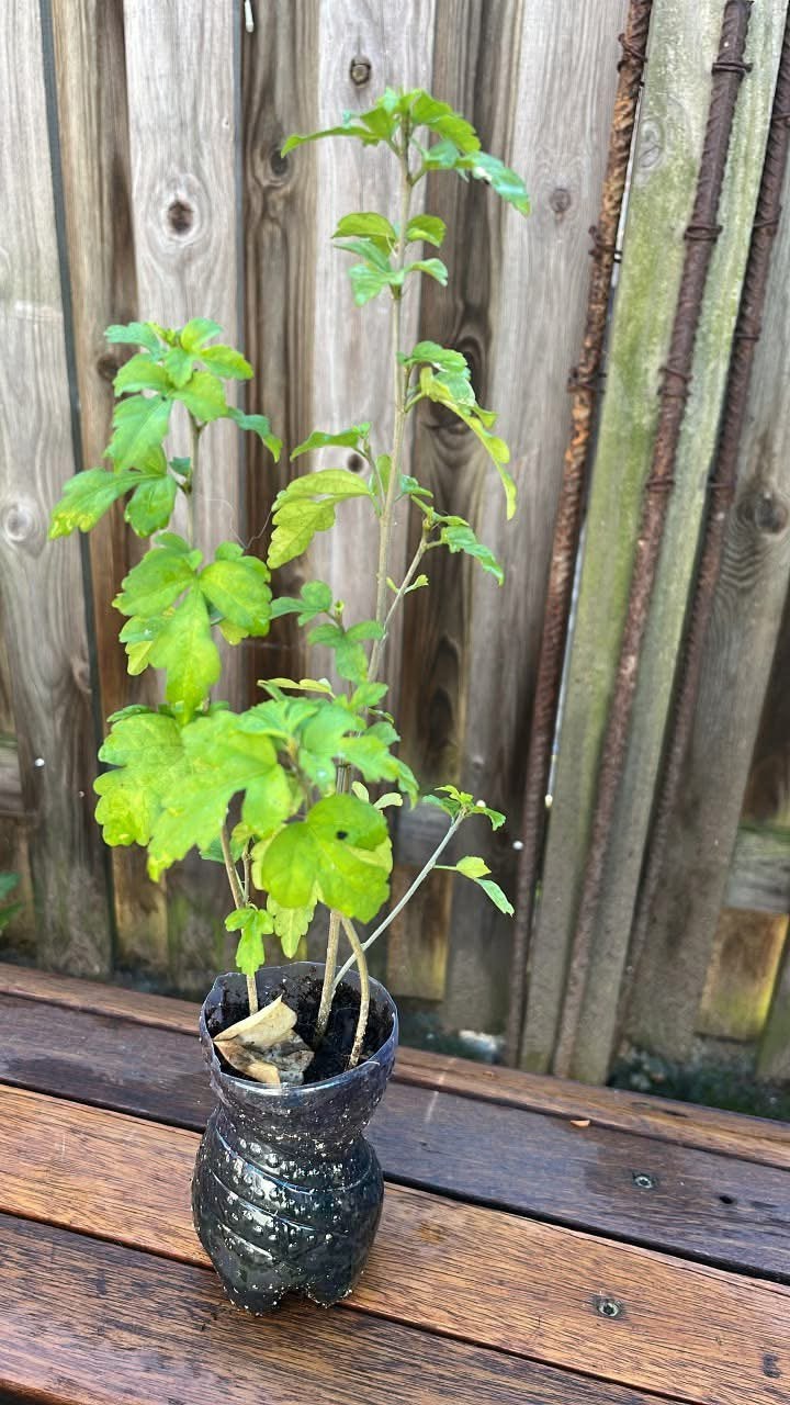 Hibiscus, Jardin & Terrasse, Plein soleil, Été, Plante fixe, Enlèvement ou Envoi
