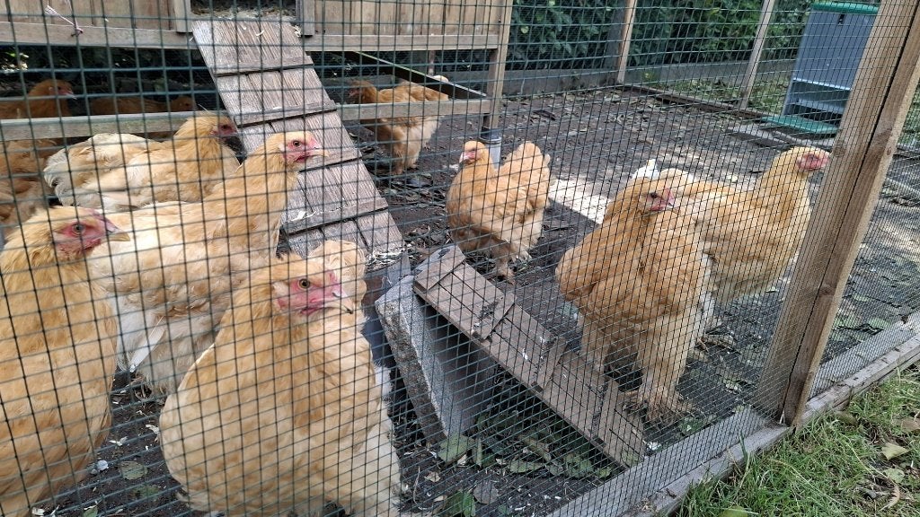 4 cochin buff groothoender hennetjes 4 maanden, Vrouwelijk, Kip