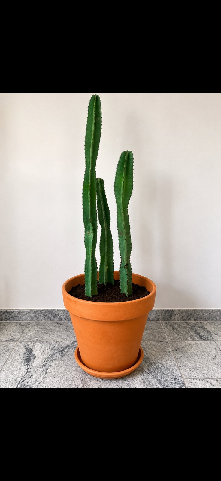 Cactus, Enlèvement, Cactus