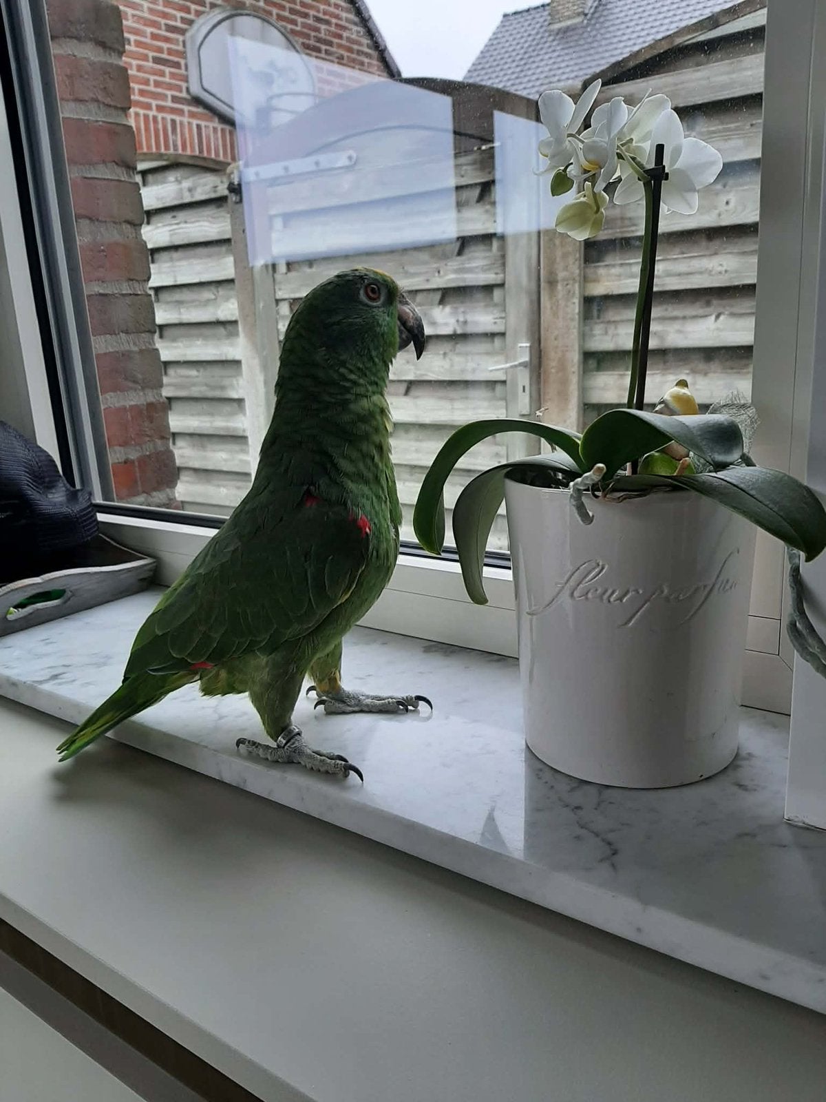 handtamme geelvoorhoofdamazone papegaai, Dieren en Toebehoren, Papegaai