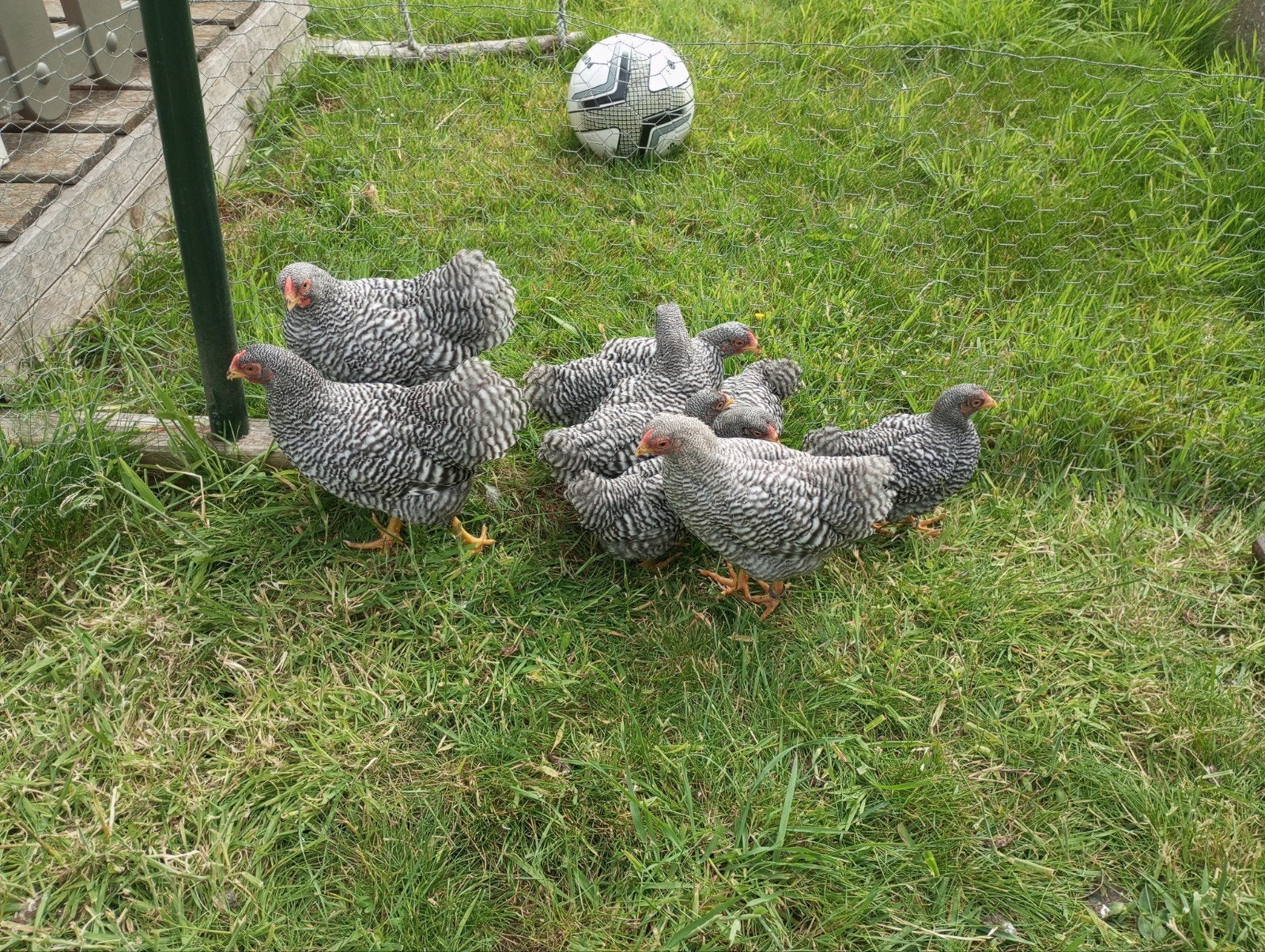 Barred Dwarf Wyandotte, Dieren en Toebehoren, Pluimvee