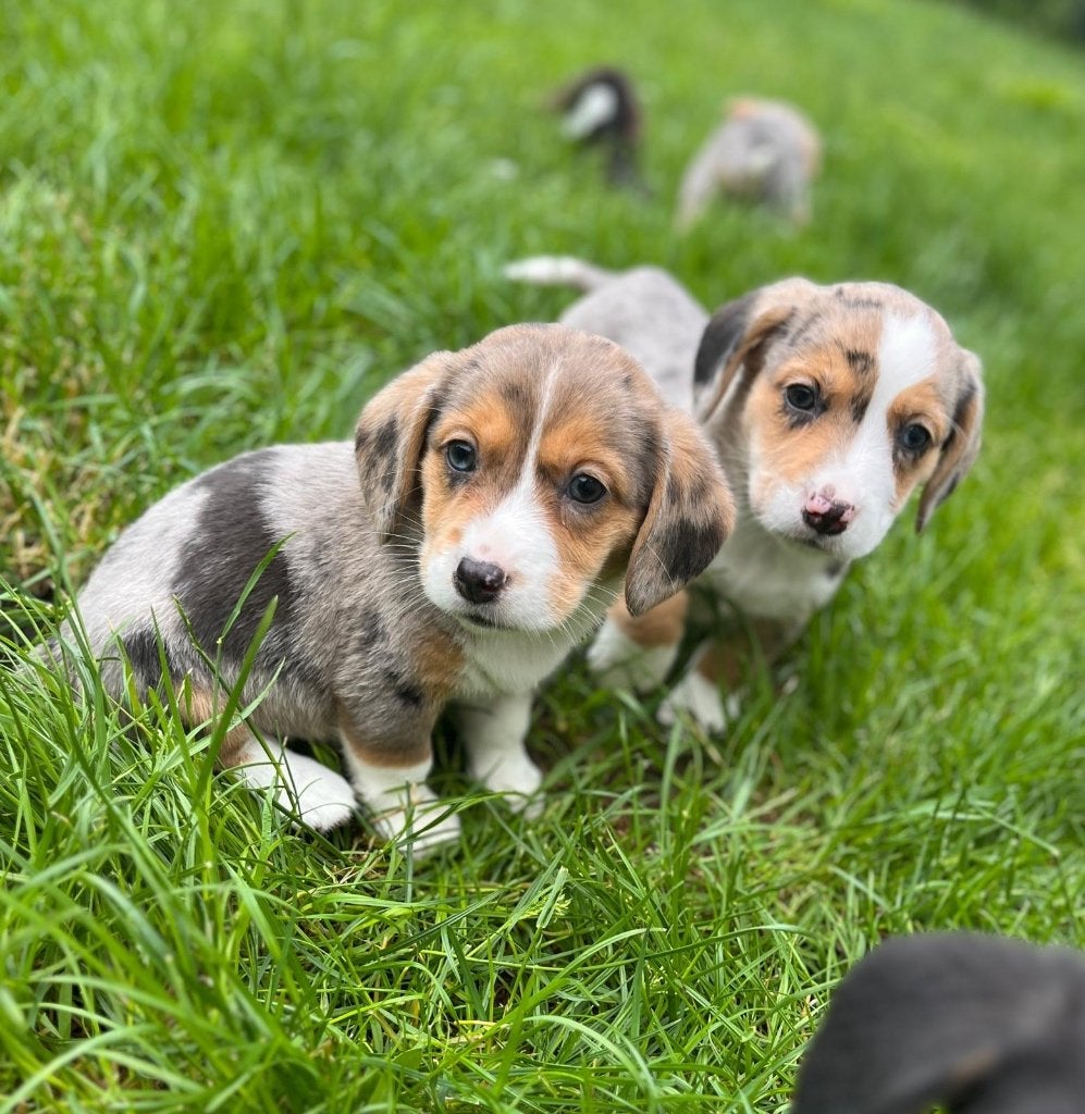 Beaux chiots Beagi (beagle x corgi), Animaux & Accessoires, Beagle, Plusieurs, Hépatite contagieuse (maladie de Rubarth), Belgique