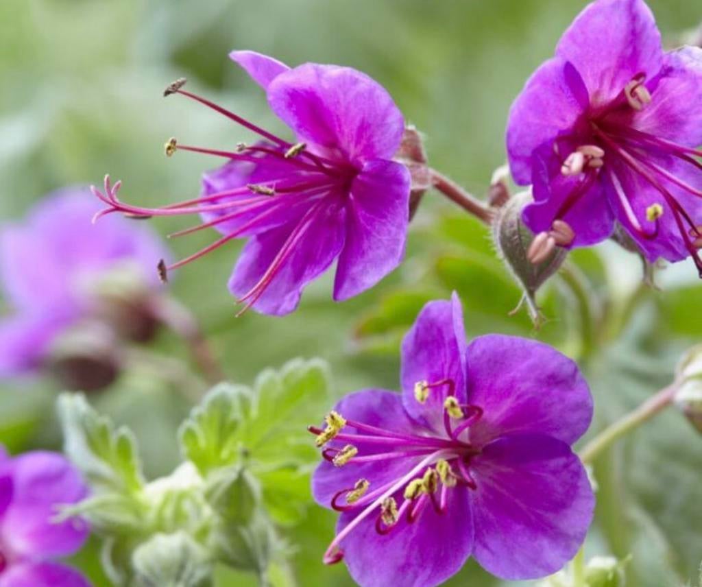 Bodembedekker Geranium czakor, Tuin en Terras, Ophalen of Verzenden