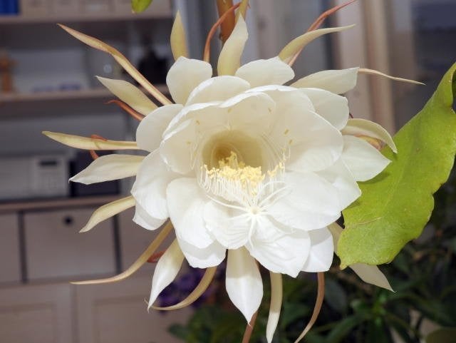 vetplant "koningin van de nacht", Ophalen, Vetplant, In pot