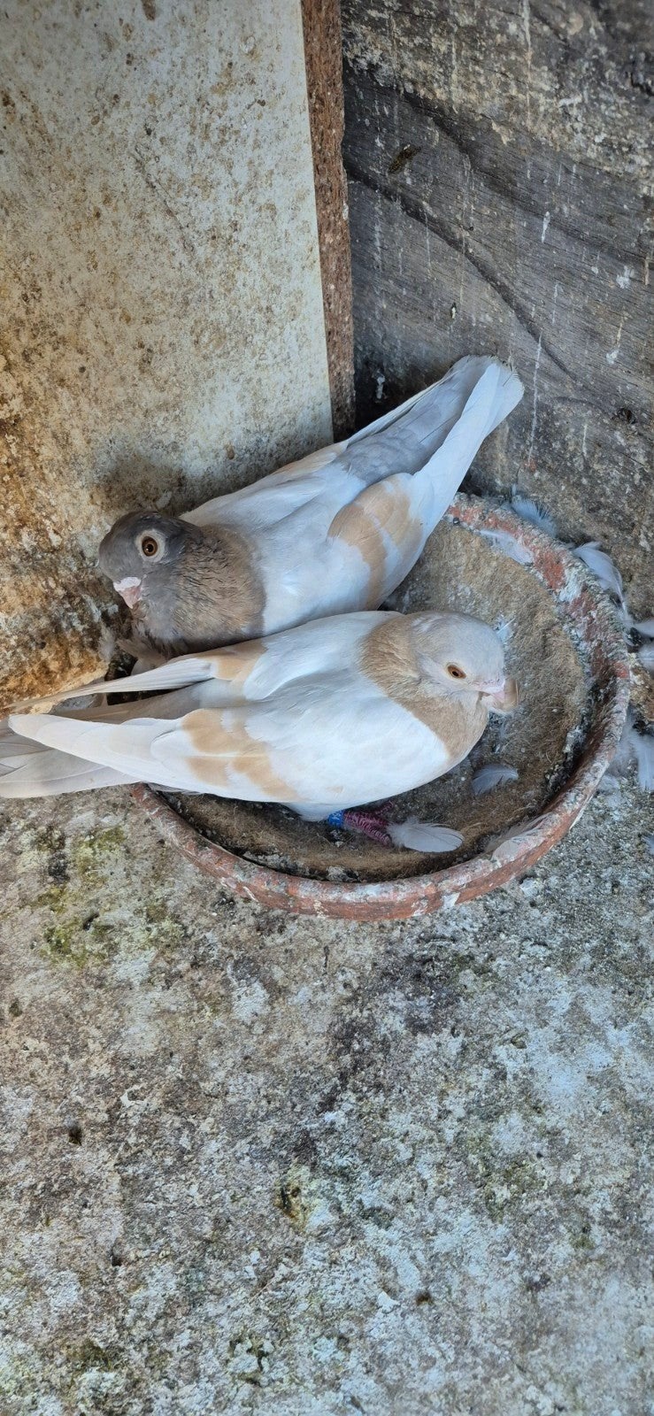 duiven te koop, Dieren en Toebehoren