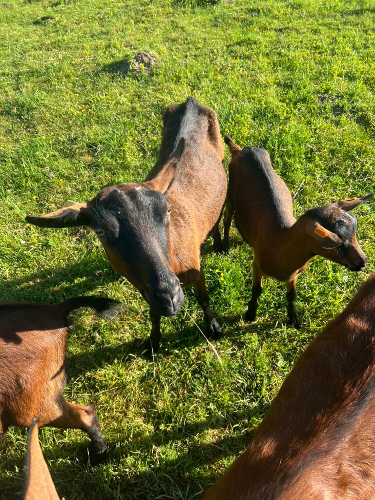 hertengiet mieke met lam bokje, Dieren en Toebehoren, Schapen, Geiten en Varkens, Vrouwelijk, Geit