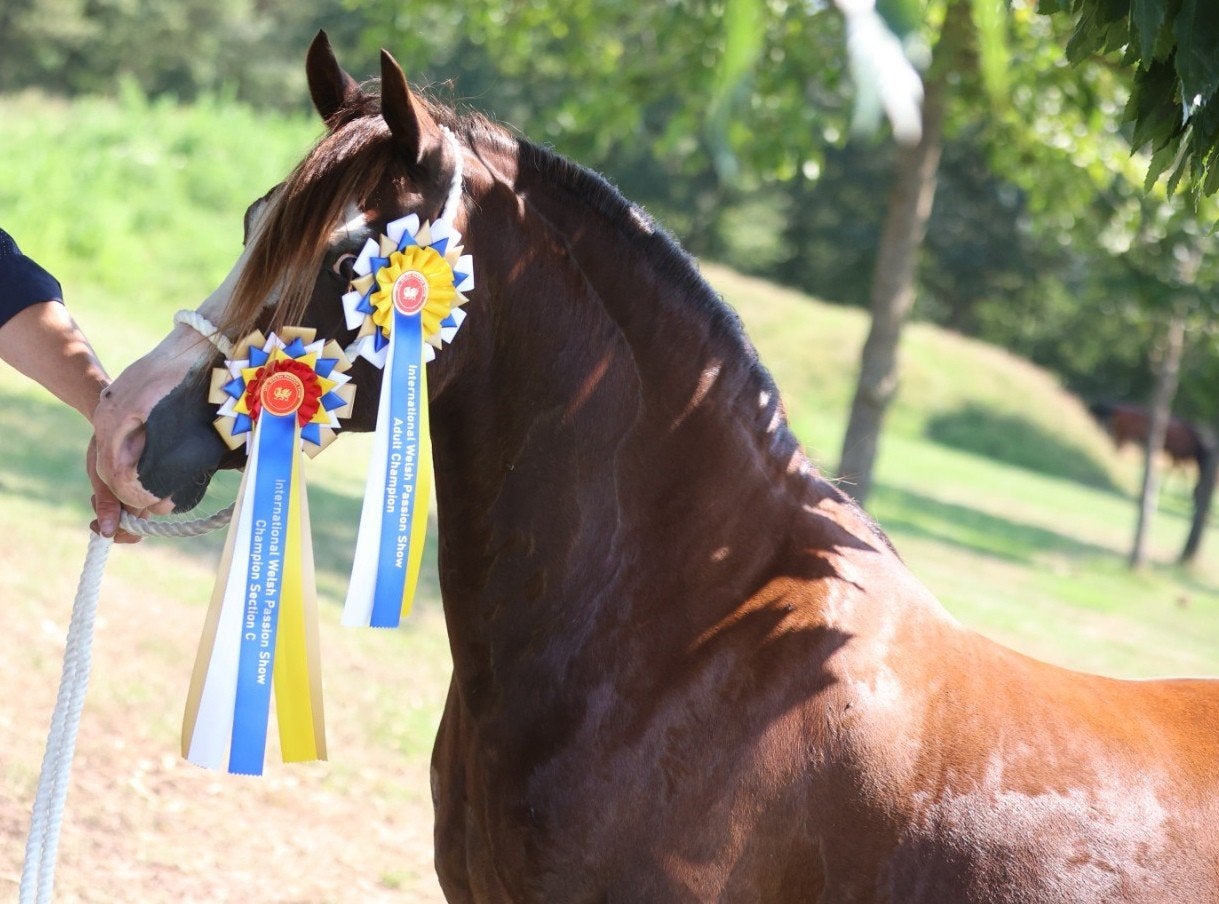 Jument championne Welsh C, Jument, Poney C (1.27 m à 1.37m), Avec pedigree, 11 ans ou plus
